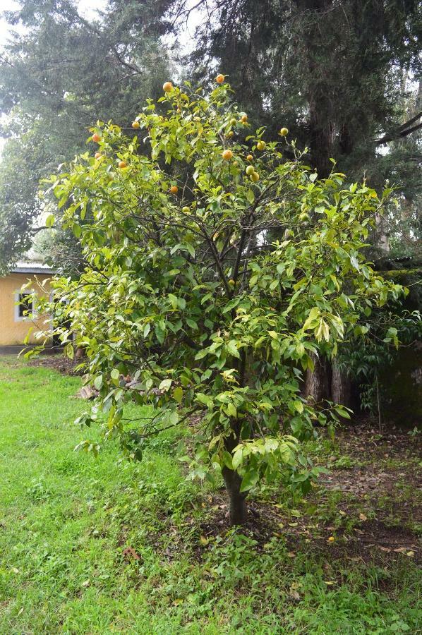 Chef Wondim Backpackers Hostel Gondar Exterior foto